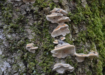Zonen Tramete (Trametes multicolor) - © Bernard Wieser